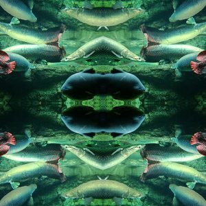 Designphotoart - carp