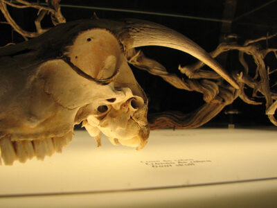 Designphotoart - Cranium