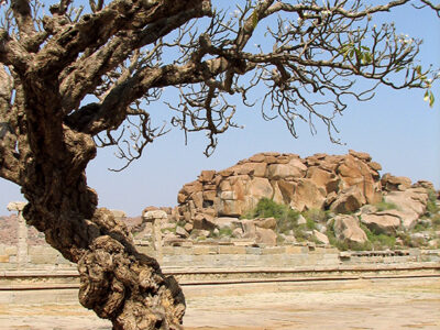 Designphotoart - Old-Indian-tree